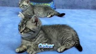 Британские котята окраса вискас Litter O, 2 месяца