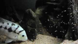 Theraps lentiginosus - with fry -