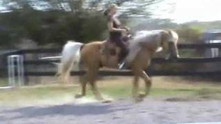 Gaits of the Missouri Foxtrotter - Playboy's Sampson