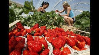 Самые необычные машины для сбора урожая ягод, фруктов и овощей