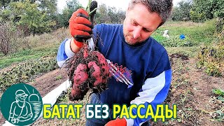 Выращивание батата без рассады с посадкой черенками из открытого грунта Опыт Гордеевых