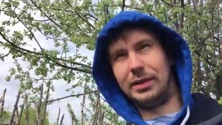 День 16 Забой Поросенка