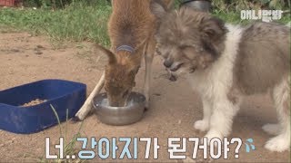 강아지가 뒷걸음질 칠 정도로 쳐묵쳐묵 '고라니' (뿜음주의ㅋㅋ)