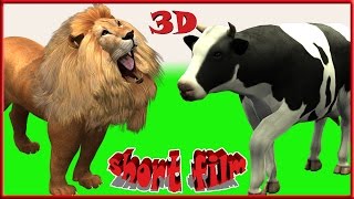 short Film || Group of Lions V/S Cows || Funny Cartoons for kids