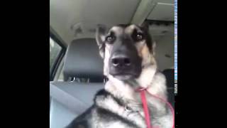 Собака с танцующими ушами, прикол Dog Dance Party