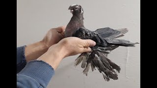 Узбекские бойные голуби в Казахстане / Uzbek  pigeons in Kazakhstan ( Григорий , г. Шымкент )