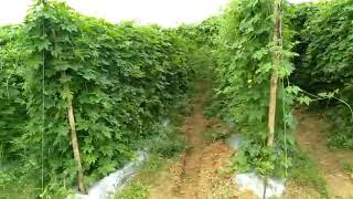 Hitech Vegetable Cultivation(3)