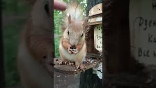 Очень милый бельчонок / Very cute squirrel