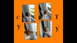 Архахатина маргината сутуралис(суту)
