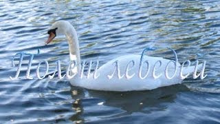 Полёт лебедей