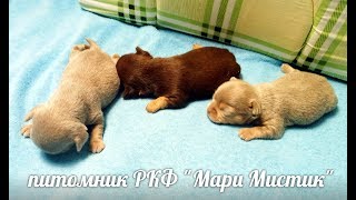 С РОЖДЕСТВОМ !!!! #ЩЕНКИ ЧИХУА 14 ДНЕЙ #ВЕСЧИХУАРАЗМЕРМИНИ#КУПЛЮЧИХУАПРОДАЮЩЕНКА#МАРИМИСТИКПИТОМНИК