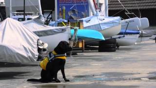 Hundewasserrettung Hilterfingen -