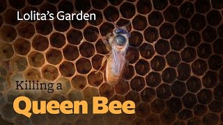 To Kill a Queen Bee