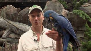 Hyacinth Macaw-Cincinnati Zoo