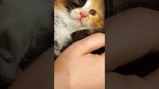 киска. малышка. трехцветная. мура редкий зверек