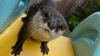 初めての滑り台に非常にぎこちないカワウソ… 笑 A very awkward otter on his first slide... lol