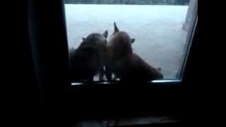 Beautiful Gay Dog Love
