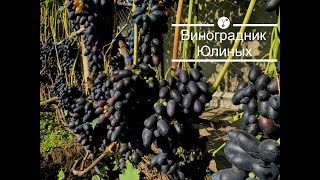 Виноградные ягоды-гиганты которые не трескаются #huge grapes