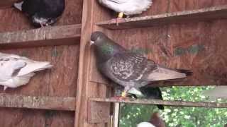 Roller Pigeons ZLS Video 8