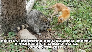 Выпуск лисёнка в Парк хищных зверей Приморского Сафари-парка 30 августа 2017 г.