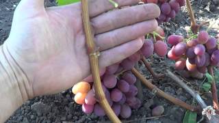 Сорт Винограда Рубиновый Юбилей. Виноград 2015.