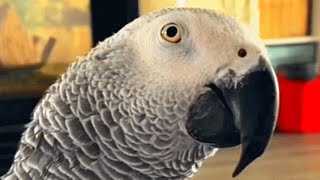 Bird can't fly for sad reason. But his brain would make Einstein proud.