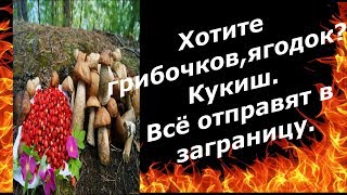 Минсельхоз предложил регулировать сбор грибов и ягод