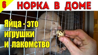НОРКА В ДОМЕ 6. НОРКА И ПЕРЕПЕЛИНЫЕ ЯЙЦА