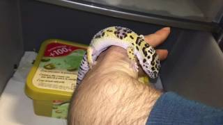 Gechi leopardini in un giro di perlustrazione