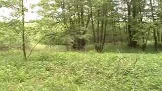 Звуки природы. Реальная прогулка по лесу. Singing of birds  Real walk on the wood. Nature sounds.