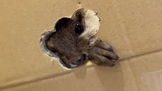 いつも壁がないところに壁ができたらカワウソはどうする？ What will the otter do when a wall is built where there is no wall?