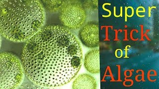 Trick to remember Algae.
