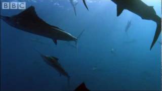 Sail Fish Hunting - BBC Planet Earth