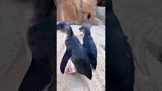 Little Penguins - Cincinnati Zoo #shorts