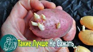 ???? Признаки вырождения семенного картофеля после предварительного хранения Технология Гордеевых