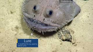 Toothy Anglerfish Grins at Hercules' Camera | Nautilus Live #shorts