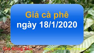 Giá cà phê hôm nay ngày 18 tháng 1 năm 2020, giá cà phê hôm nay