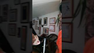 Ejercicio en caminadora para perros