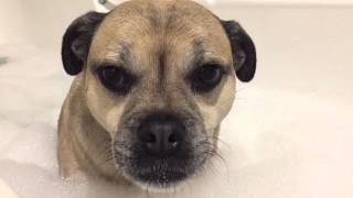 Jug Dog Winter Bath