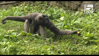 Orangatan (Henry) Muellers Gibbon (Lance) Getting Use to Each Other - Cincinnati Zoo