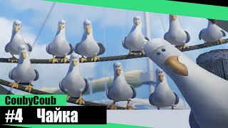 Лучшее в Coub |Чайка
