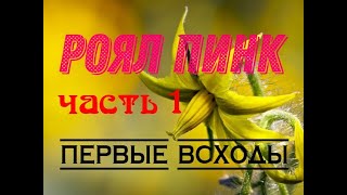 Томат РОЯЛ ПИНК первые всходы