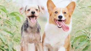 Top 10 Best Pet Dogs
