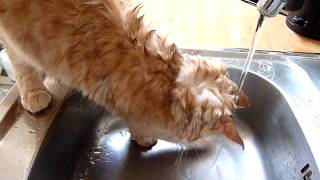 Main Coon beim baden