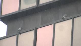 MVI 0011 Dot.Ca hunts from Kodak Office playpen