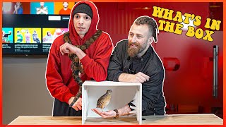 Nika TMG-ის პირველი შეხვედრა გველთან | რა დევს ყუთში Challenge