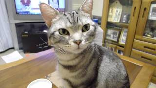 初めて氷に触れた猫