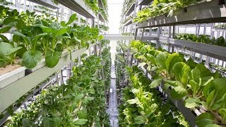 Father of Vertical Farming Answers: Can This Really Work?