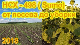 НСХ 498 гибрид подсолнечника под Экспресс NS Seme. От посева до уборки 2018 год Воронежская область