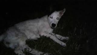 Phukt Dog Resort - LUCKY is jealous about MAC